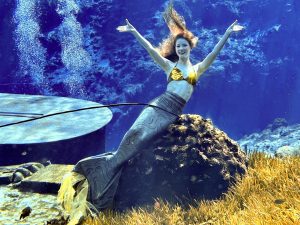 Weeki Wachee Mermaids
