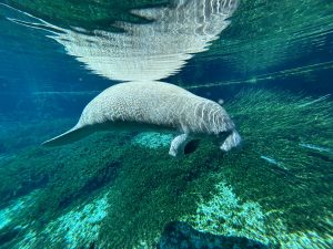Florida manatees