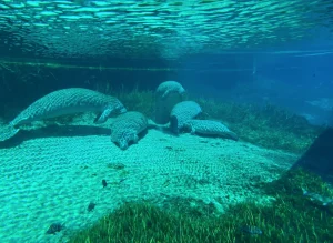 Wildlife Manatees at Weeki Wachee in Florida
