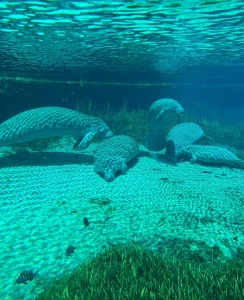 Spring Break Florida things to do